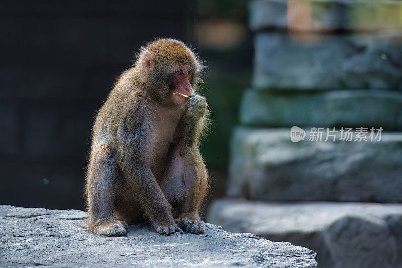 一只日本猕猴(Macaca fuscata)坐在岩石上的特写
